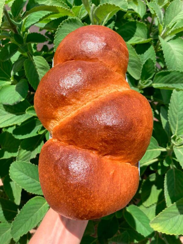 Brioche